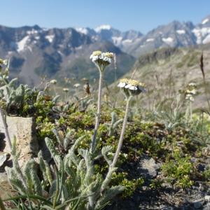 Photographie n°582508 du taxon Achillea nana L. [1753]