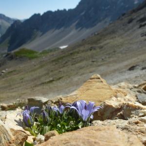 Photographie n°582512 du taxon Campanula cenisia L. [1763]