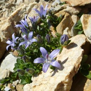 Photographie n°582513 du taxon Campanula cenisia L. [1763]