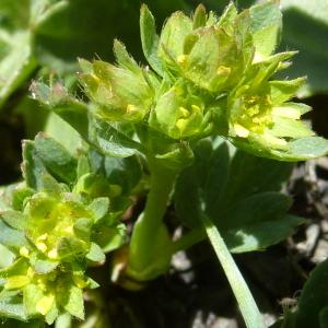 Photographie n°582519 du taxon Sibbaldia procumbens L. [1753]