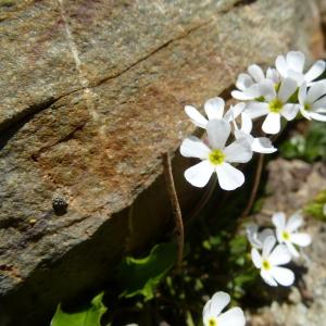 Photographie n°582797 du taxon Androsace adfinis Biroli [1820]