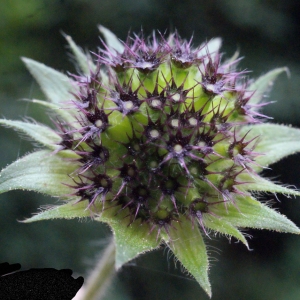  - Knautia dipsacifolia Kreutzer [1840]