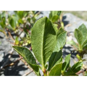 Salix breviserrata Flod. (Saule à dents courtes)
