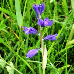 Photographie n°592899 du taxon Polygala vulgaris L. [1753]