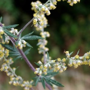 Photographie n°599242 du taxon Artemisia verlotiorum Lamotte [1877]