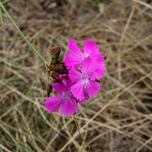 Photographie n°600505 du taxon Dianthus carthusianorum L. [1753]