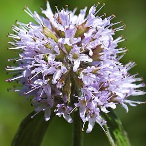 Photographie n°610993 du taxon Mentha aquatica L. [1753]