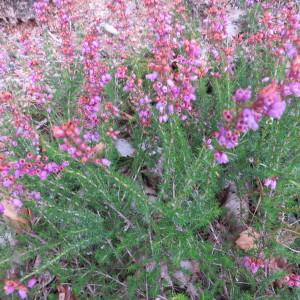 Photographie n°611347 du taxon Erica cinerea L. [1753]