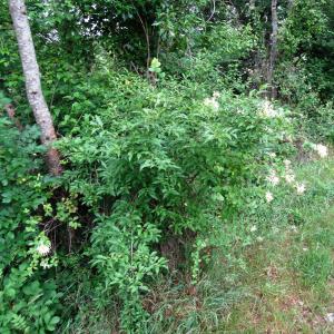 Alain Bigou, le 15 juin 2015 (Nébias (Sentier Nature))