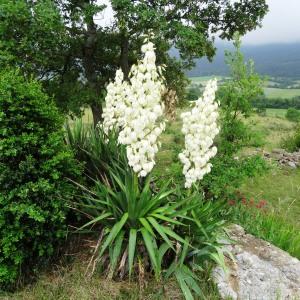 Photographie n°612661 du taxon Yucca gloriosa L. [1753]