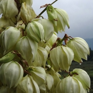 Photographie n°612714 du taxon Yucca gloriosa L. [1753]