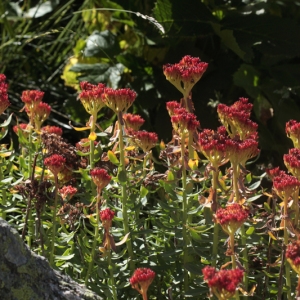 Photographie n°612715 du taxon Rhodiola rosea L.