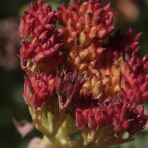 Photographie n°612716 du taxon Rhodiola rosea L.