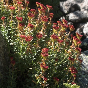 Photographie n°612717 du taxon Rhodiola rosea L.