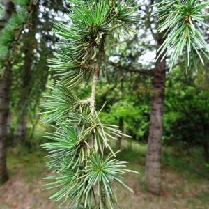 Photographie n°613626 du taxon Cedrus atlantica (Manetti ex Endl.) Carrière [1855]