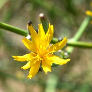 Photographie n°619678 du taxon Chondrilla juncea L. [1753]