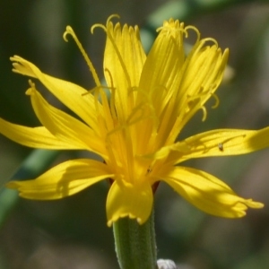 Photographie n°619679 du taxon Chondrilla juncea L. [1753]