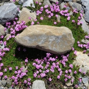 Photographie n°620197 du taxon Silene acaulis subsp. acaulis 