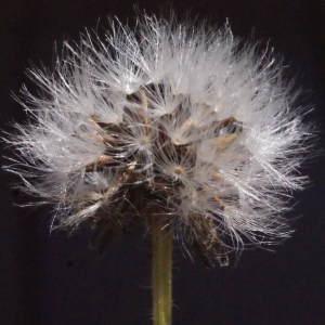 Photographie n°623074 du taxon Crepis blattarioides (L.) Vill. [1786]