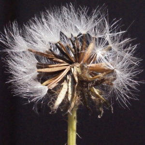 Photographie n°623077 du taxon Crepis blattarioides (L.) Vill. [1786]