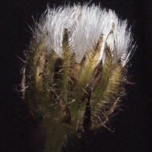  - Crepis blattarioides (L.) Vill. [1786]