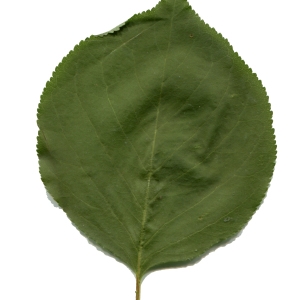 Photographie n°624552 du taxon Prunus armeniaca L. [1753]