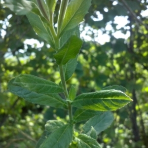 Photographie n°627934 du taxon Epilobium hirsutum L.