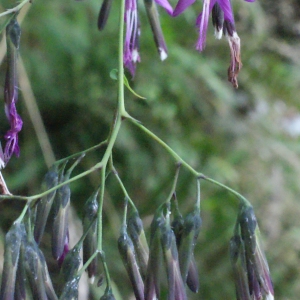 Photographie n°633680 du taxon Prenanthes purpurea L. [1753]