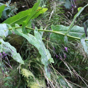 Photographie n°633681 du taxon Prenanthes purpurea L. [1753]