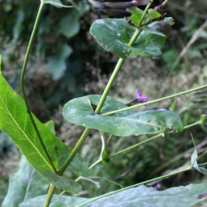 Photographie n°633682 du taxon Prenanthes purpurea L. [1753]