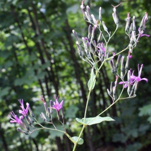 Photographie n°633683 du taxon Prenanthes purpurea L. [1753]