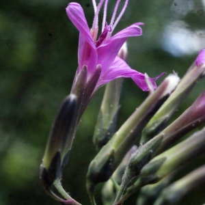 Photographie n°633686 du taxon Prenanthes purpurea L. [1753]