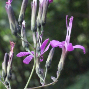 Prenanthes purpurea L. (Prénanthe pourpre)