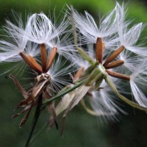 Photographie n°633691 du taxon Prenanthes purpurea L. [1753]