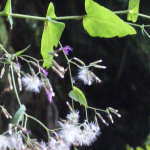 Photographie n°633694 du taxon Prenanthes purpurea L. [1753]