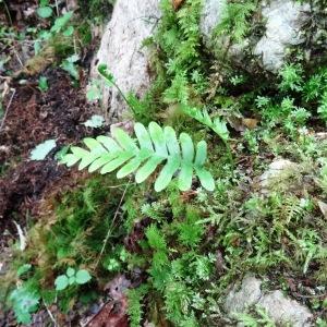 Photographie n°635665 du taxon Polypodium cambricum L. [1753]