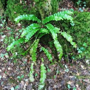 Alain Bigou, le 15 juin 2015 (Nébias (Sentier Nature))