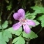  Alain Bigou - Geranium robertianum L.