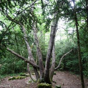 - Quercus petraea subsp. petraea