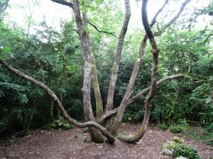 Alain Bigou, le 15 juin 2015 (Nébias (Sentier Nature))