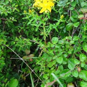 Photographie n°638172 du taxon Hypericum maculatum subsp. maculatum