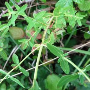 Photographie n°638174 du taxon Hypericum maculatum subsp. maculatum