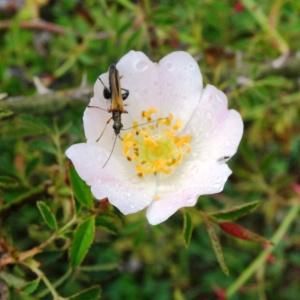 Photographie n°639181 du taxon Rosa agrestis Savi