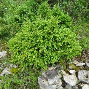 Photographie n°639184 du taxon Buxus sempervirens L.