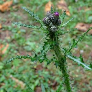 Photographie n°639191 du taxon Cirsium palustre (L.) Scop. [1772]