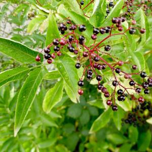 Photographie n°639192 du taxon Sambucus nigra L. [1753]