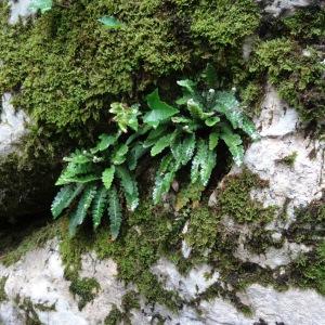 Photographie n°639203 du taxon Asplenium ceterach subsp. ceterach