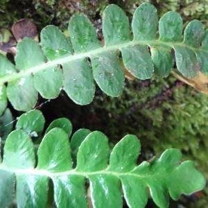 Photographie n°639204 du taxon Asplenium ceterach subsp. ceterach