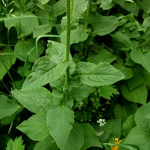 Photographie n°642320 du taxon Doronicum pardalianches L. [1753]