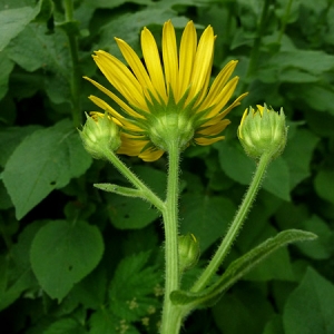 Photographie n°642321 du taxon Doronicum pardalianches L. [1753]